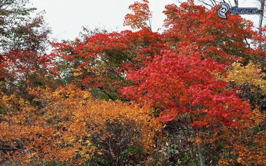 kolorowe jesienne drzewa, kolorowe liście