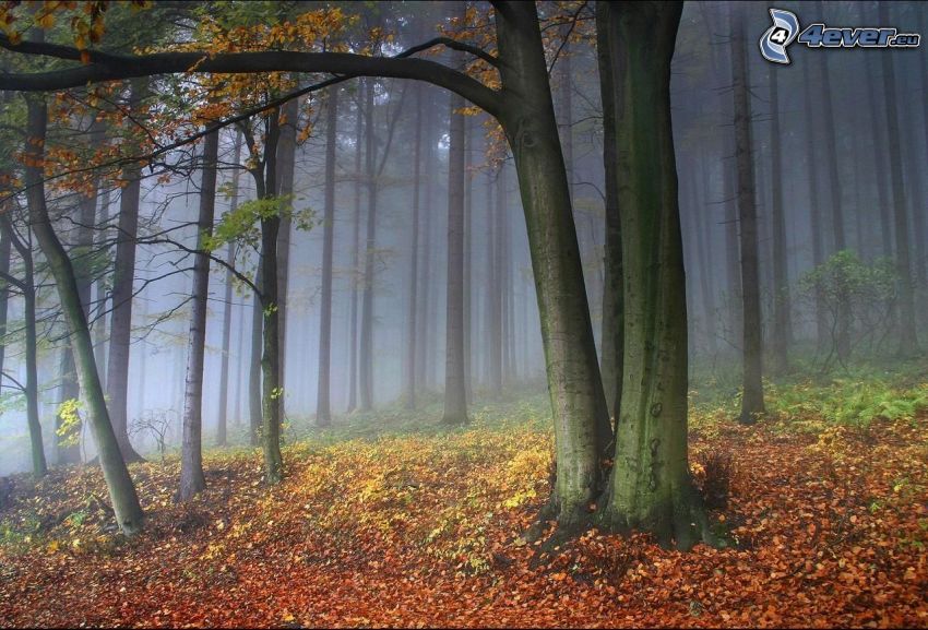 kolorowy jesienny las, żółte liście, mgła