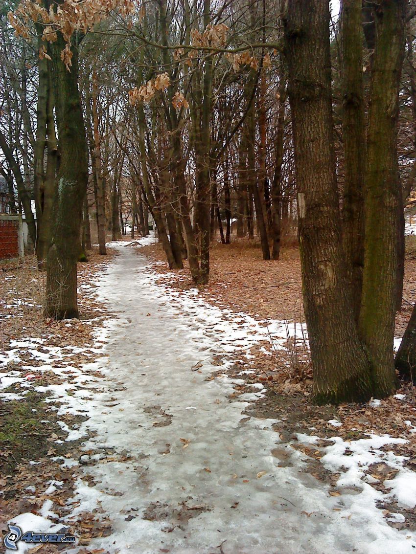 leśna ścieżka, śnieg, drzewa, lód