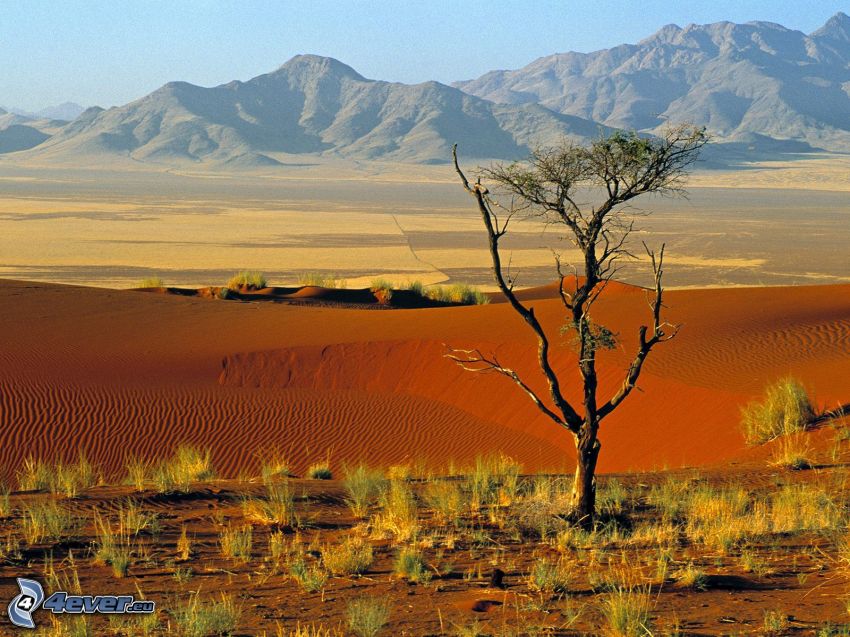 NamibRand, Namibia, pustynia, samotne drzewo, suche drzewo, drzewo na pustyni, pasmo górskie