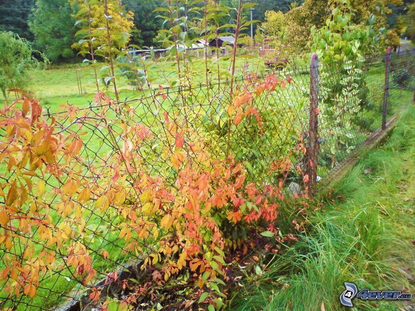 ogrodzenie z drutu, kolorowe liście, ogród