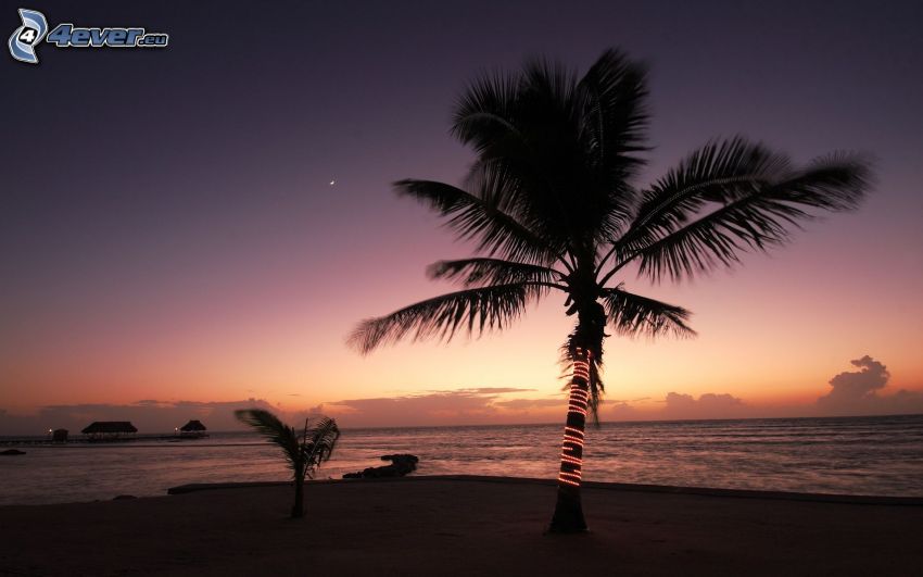 palma, morze, ocean