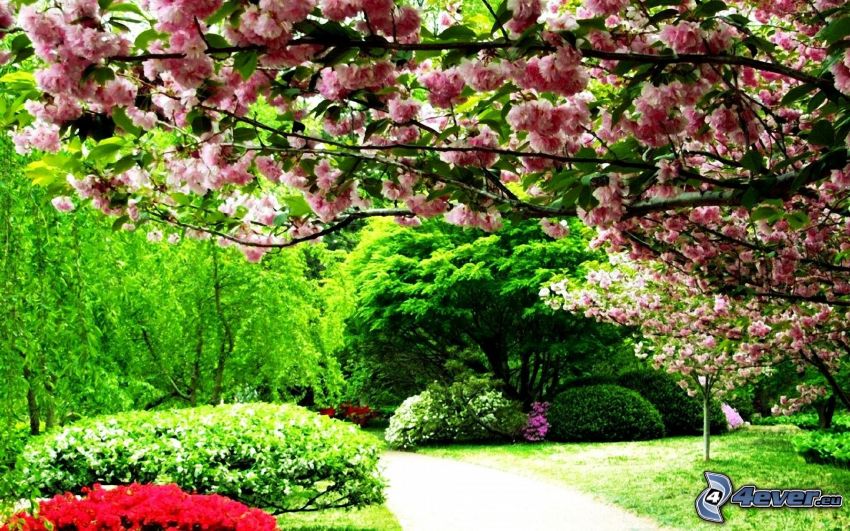 park, rozkwitnięte drzewo, kwitnące krzewy