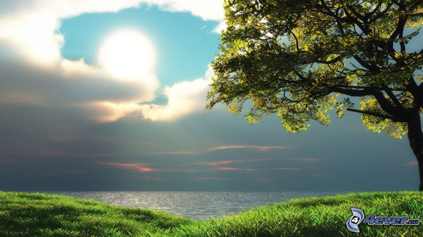 samotne drzewo, jezioro, słońce, chmury, trawa