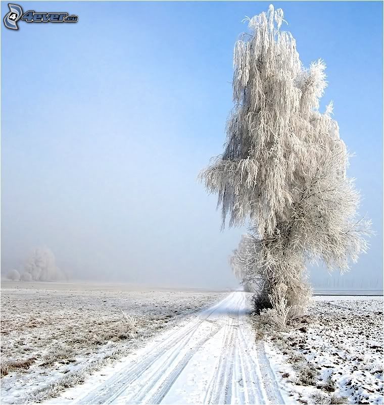 samotne drzewo, topola, pole, zaśnieżona droga