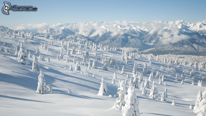 śnieżny krajobraz, drzewa, góry