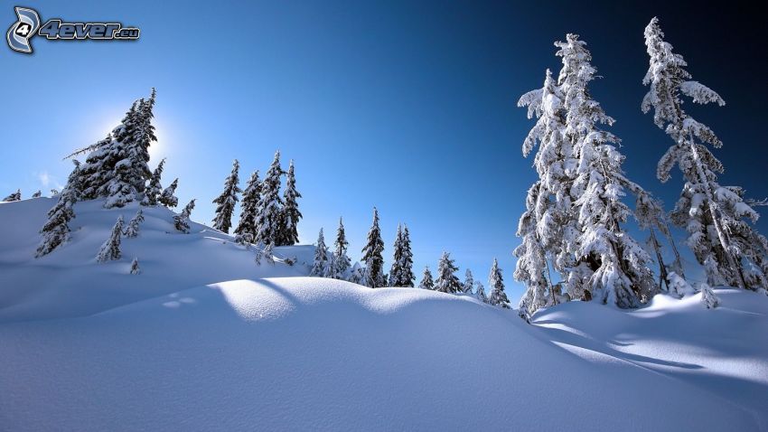 śnieżny krajobraz, ośnieżone drzewa