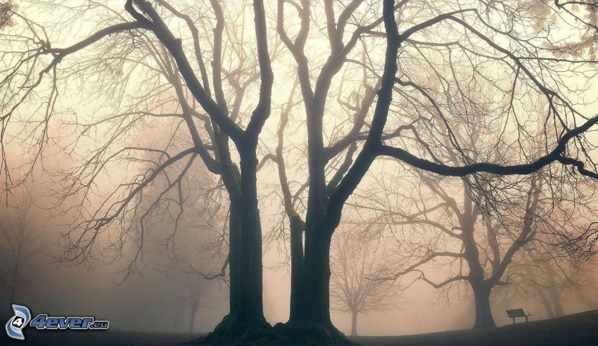 sylwetki drzew, mgła
