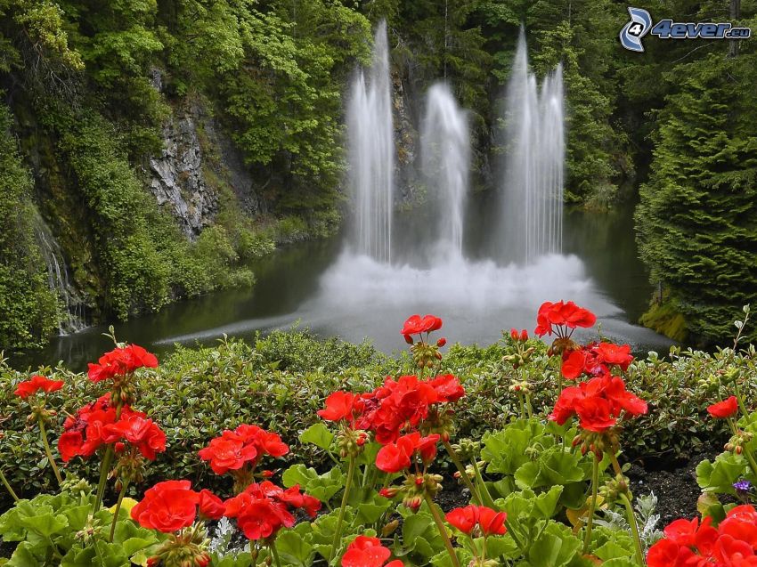 wodospad w lesie, czerwone kwiaty