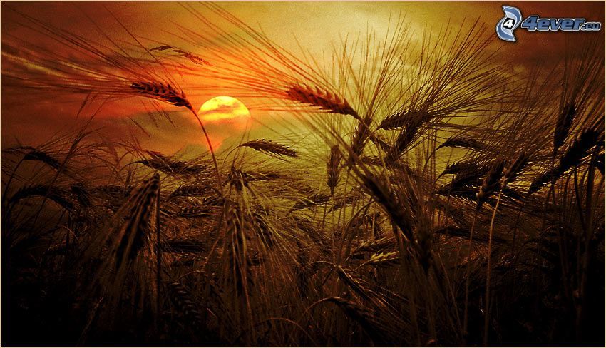 zachód słońca nad polem, pszenica
