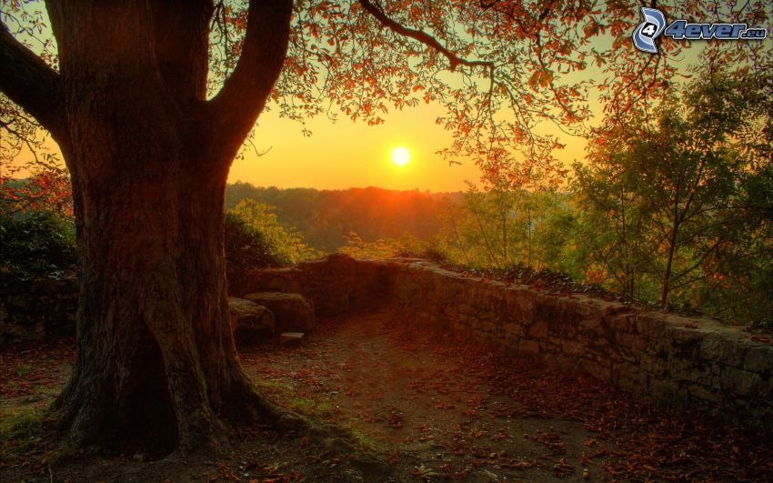 zachód słońca za lesem, ogromne drzewo, mur z kamienia