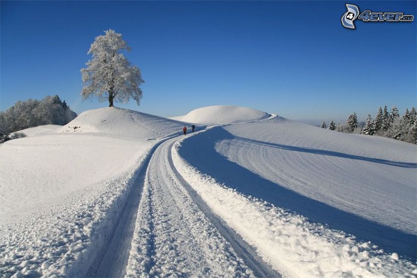 zaśnieżona droga, samotne drzewo, zaśnieżone drzewo, turyści, zaśnieżony las, śnieg