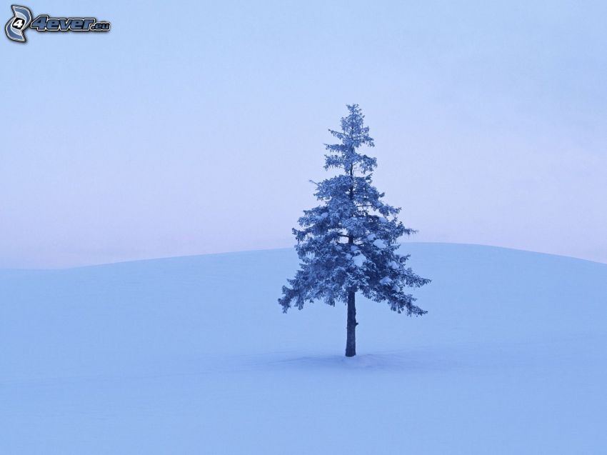 zaśnieżone drzewo iglaste, śnieg