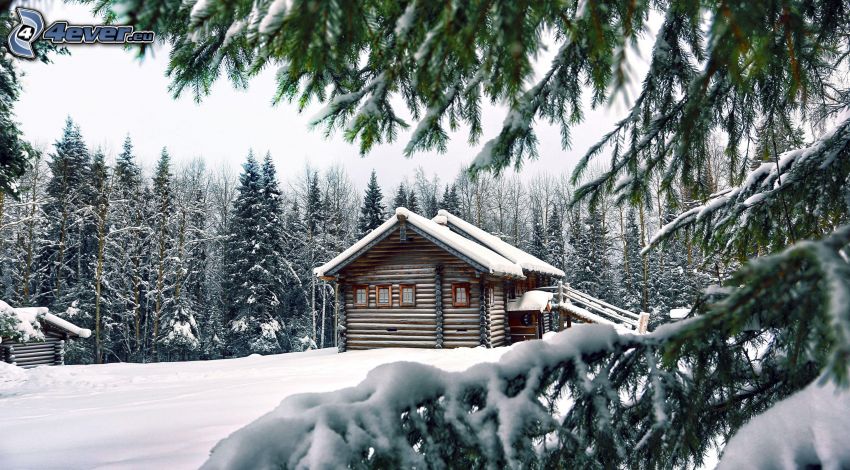 zaśnieżony dom, zaśnieżone drzewo iglaste
