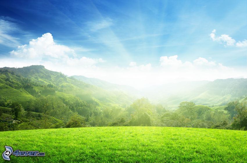 zielona łąka, wzgórza, światło słoneczne, las, niebo