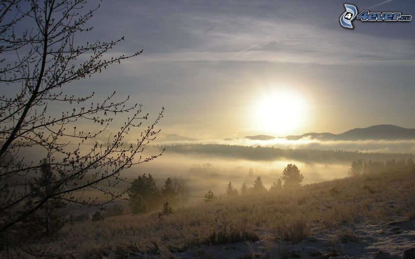 zimowy krajobraz, słabe słońce, mgła nad lasem, śnieg