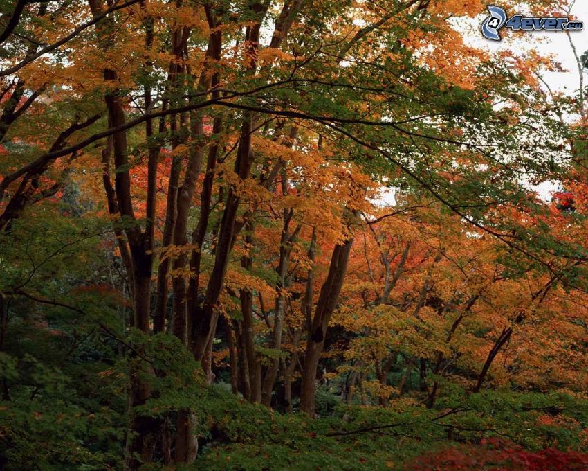 żółte drzewa, las, jesień