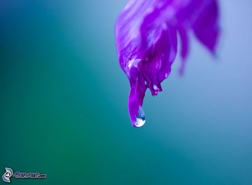 kropla wody, fioletowy kwiat