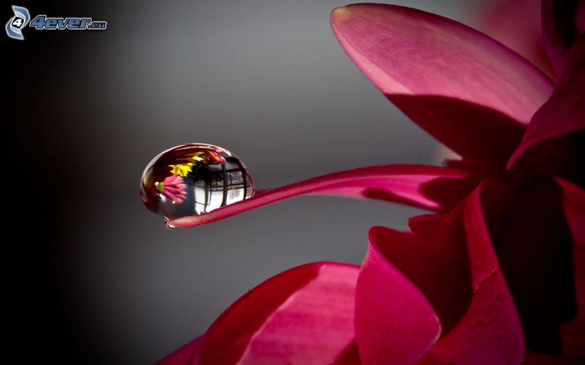 kropla wody, kwiat