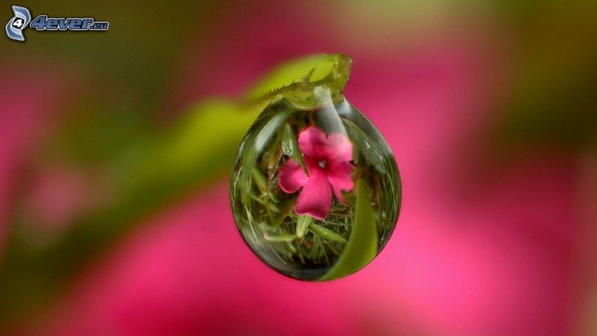 kropla wody, różowy kwiat