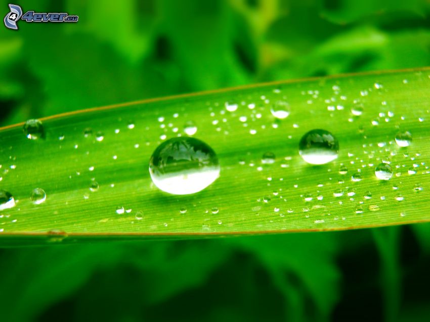 krople deszczu, zielony liść