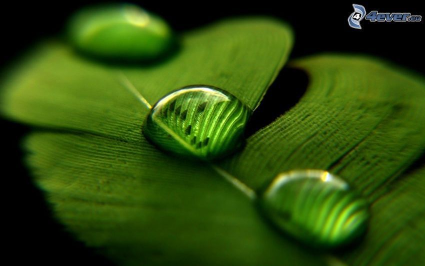 krople wody, zielony liść