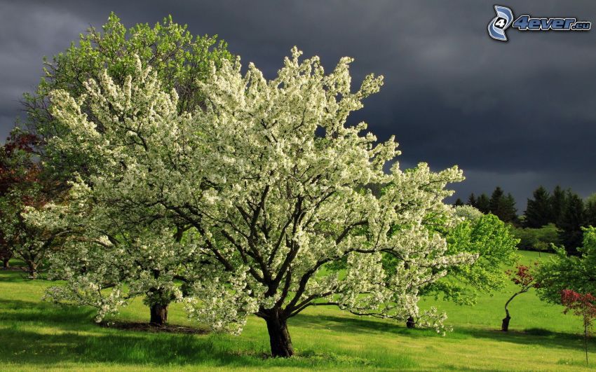 kwitnące drzewo, drzewa, łąka, ciemne chmury