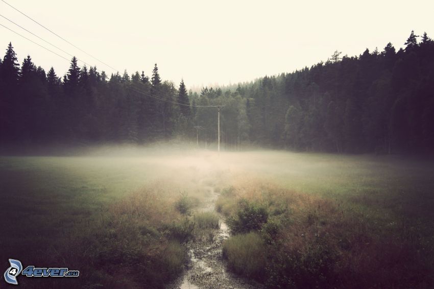 las, przyziemna mgła, kable eletryczne, potoczek
