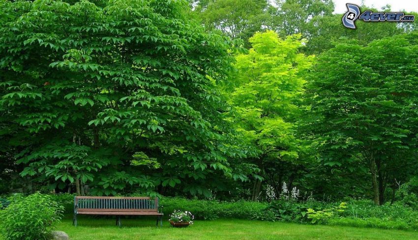 ławka w parku, drzewa liściaste