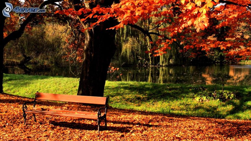 ławka w parku, kolorowe drzewa, opadnięte liście, jeziorko
