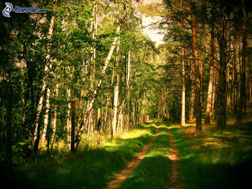 leśna droga, zielona trawa, las