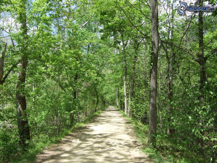 leśna ścieżka, zielone drzewa
