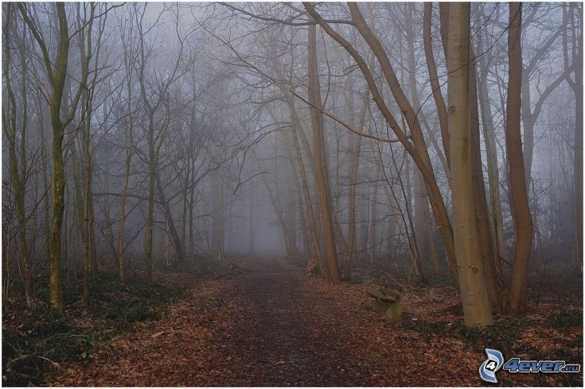 mgła w lesie, leśna droga, ławeczka