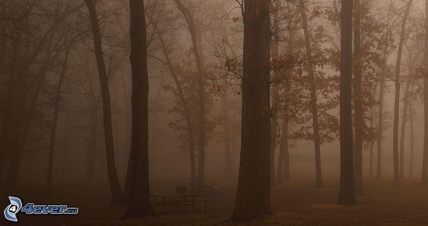 mgła w lesie, sepia