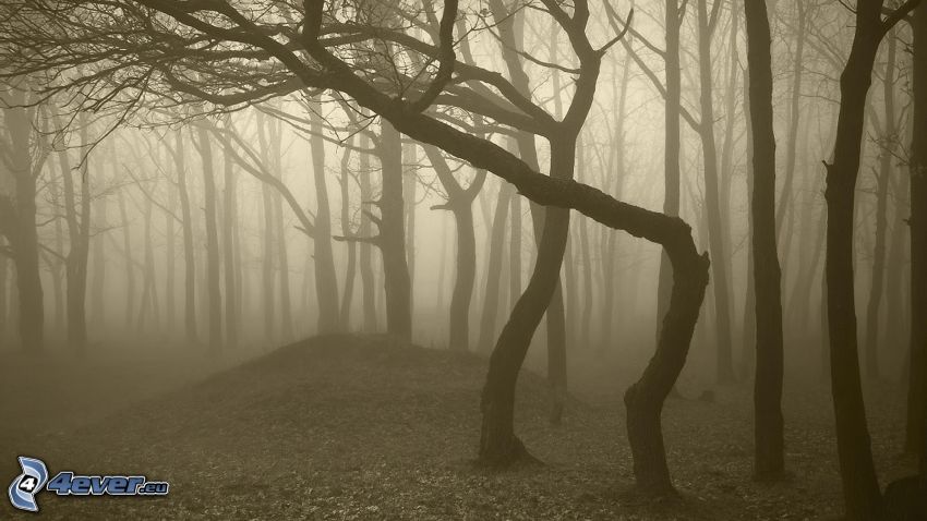 mgła w lesie, sepia