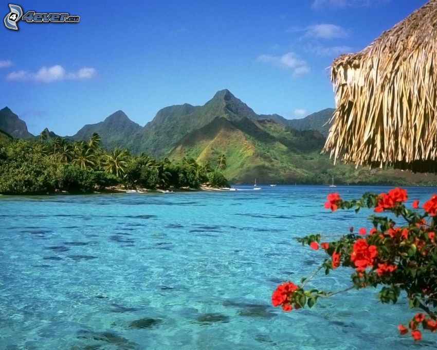 Bora Bora, góry, czerwone kwiaty, lazurowe morze