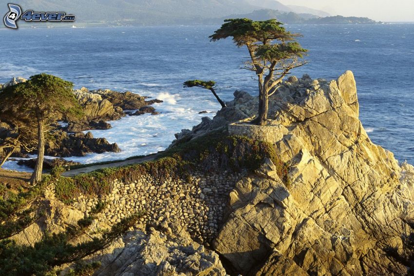drzewo na skale, morze