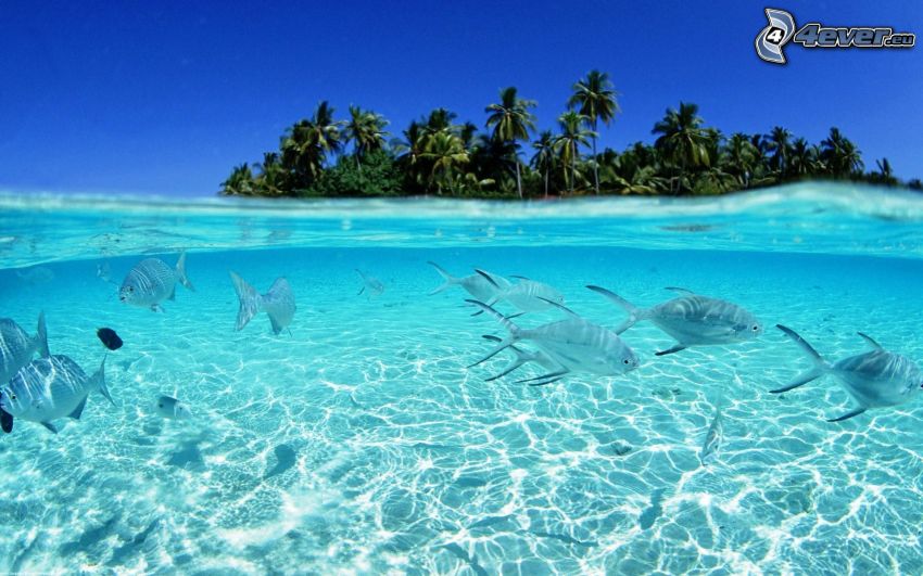 ławica ryb, płytkie lazurowe morze, morskie dno, wyspa z palmami