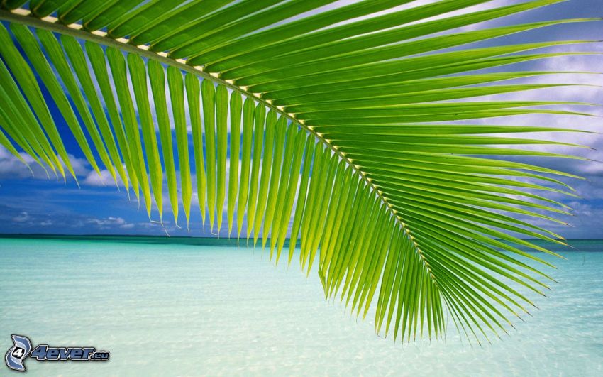 liść palmowy, lazurowe morze