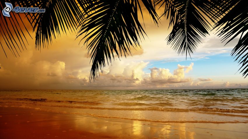 morze otwarte, plaża piaszczysta, palmy