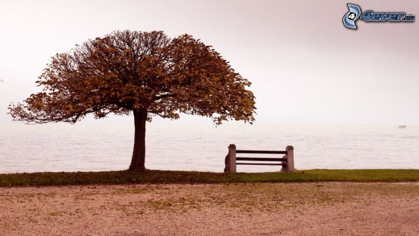 morze otwarte, samotne drzewo, ławeczka