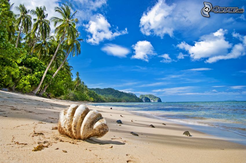 muszla na plaży, plaża piaszczysta, morze, palmy
