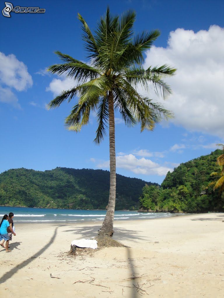 palma na piaszczystej plaży, wzgórza, morze
