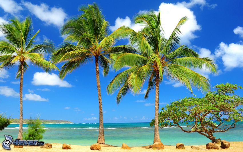 palmy na plaży, morze, chmury