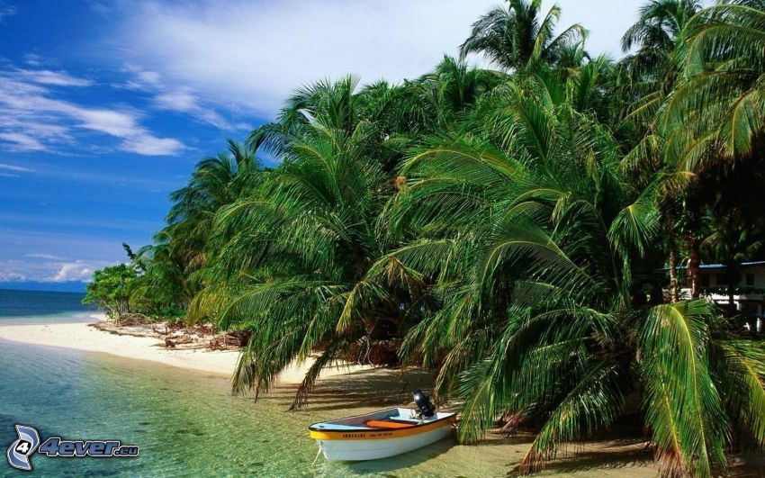palmy na plaży, wybrzeże, łódka