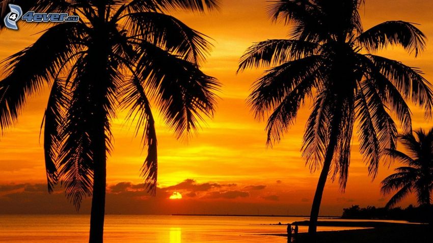 palmy przy zachodzie słońca, pomarańczowe niebo, morze