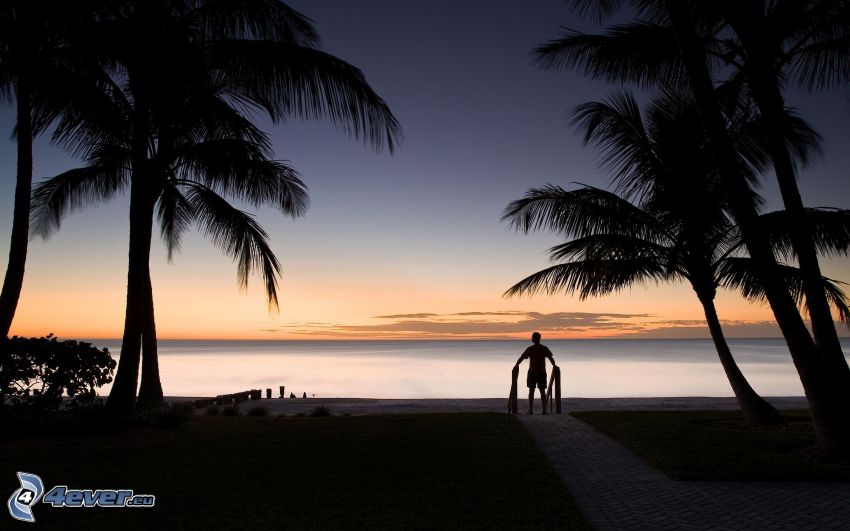 palmy przy zachodzie słońca, sylwetka mężczyzny, morze, chodnik
