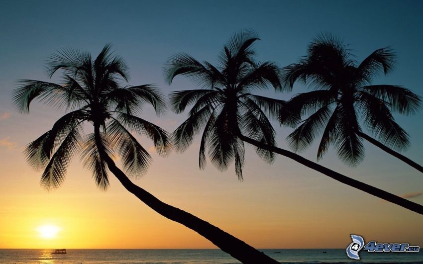 palmy przy zachodzie słońca, zachód słońca nad oceanem
