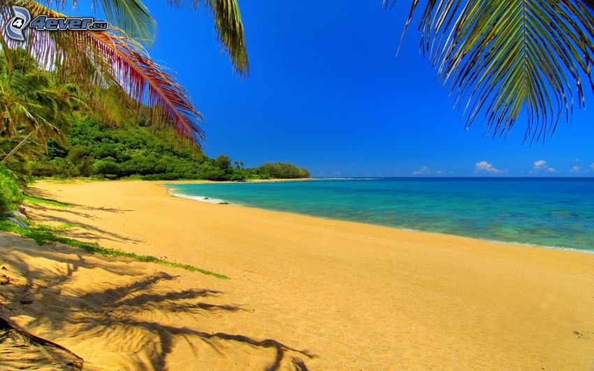 plaża, wybrzeże, tropikalne morze, palmy