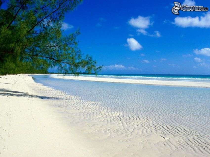 plaża piaszczysta, morze, drzewo, niebo